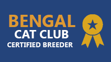 bengal cat breeder club