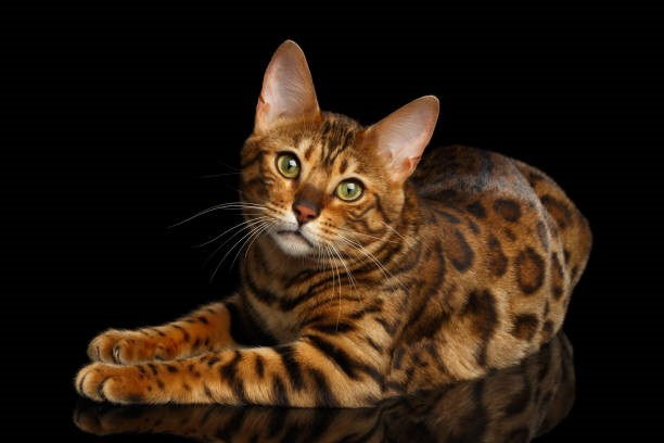 [Изображение: stock-bengal-011.jpg]