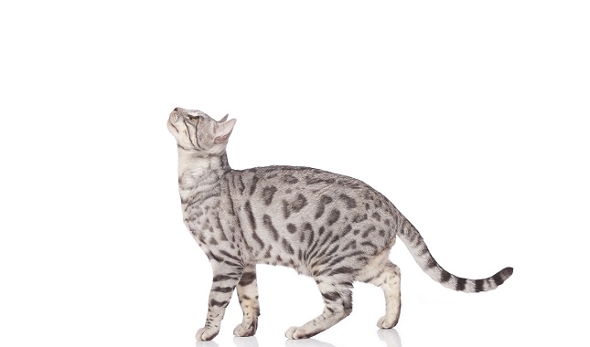 Silver Bengal Cat